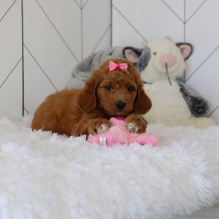 Lacey - Available 7/2