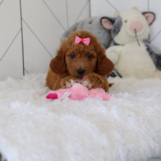 Lacey - Available 7/2