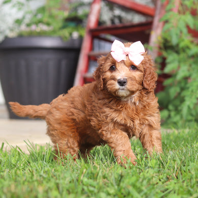 Millie - Available 9/3