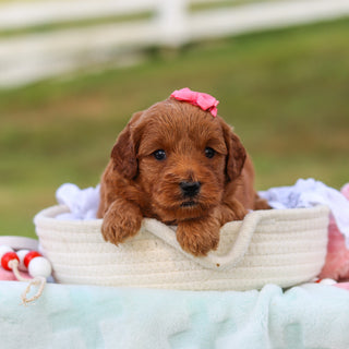 Marsha - Available 9/3