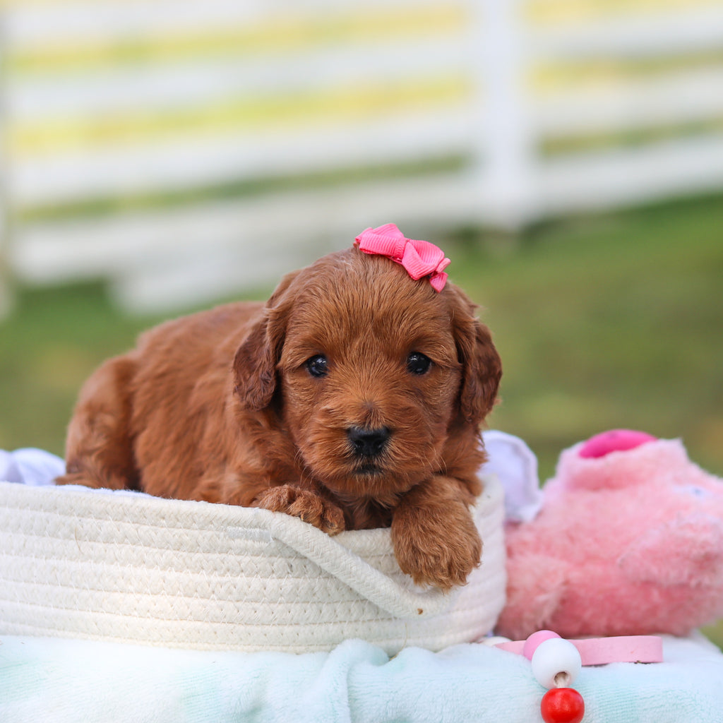 Marsha - Available 9/3