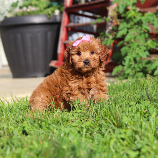 Marsha - Available 9/3
