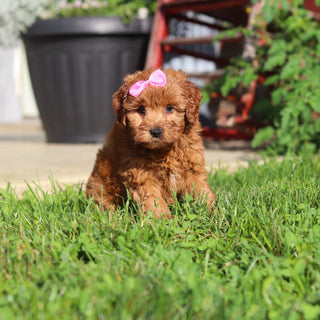 Marsha - Available 9/3