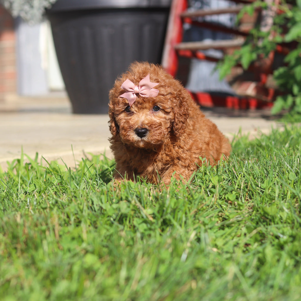 Maple - Available 9/3