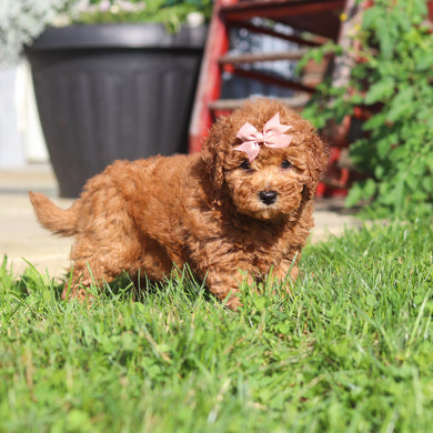 Maple - Available 9/3