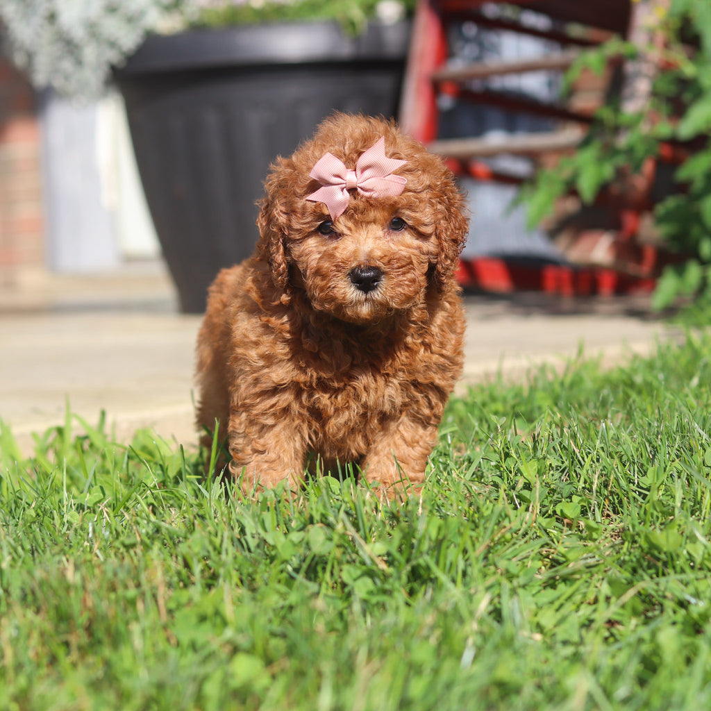 Maple - Available 9/3