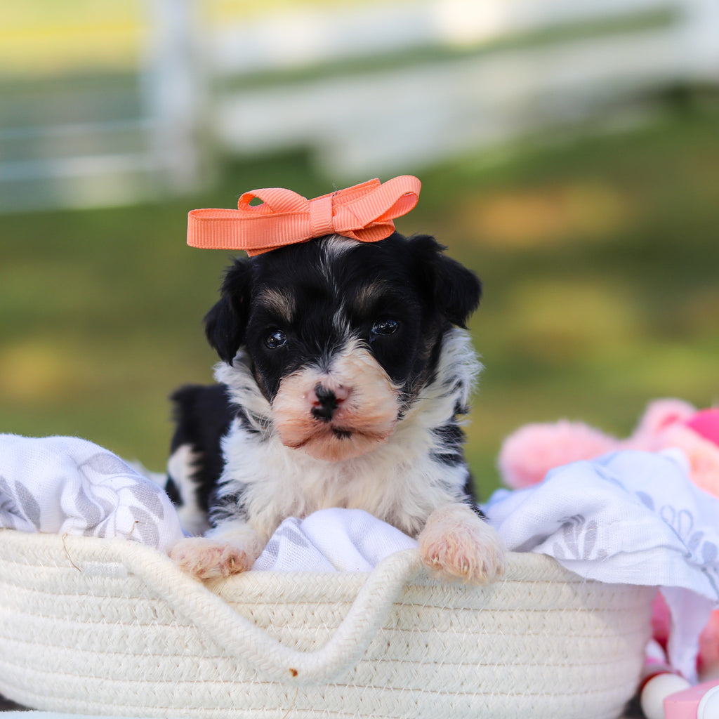 Dakota - Available 9/3