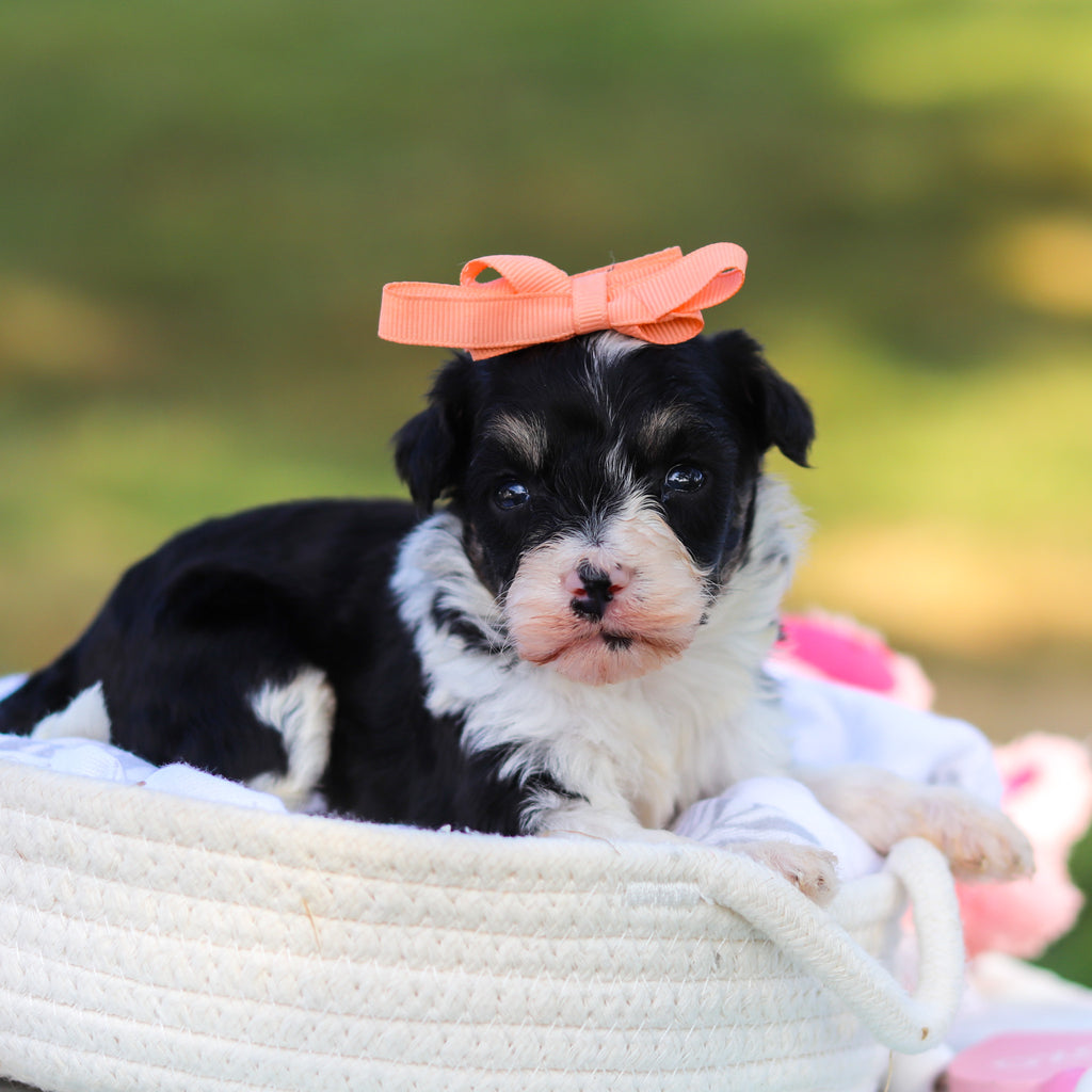 Dakota - Available 9/3