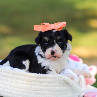Dakota - Available 9/3