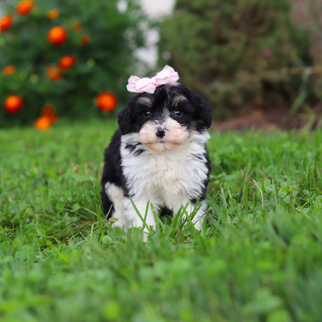Dakota - Available 9/3