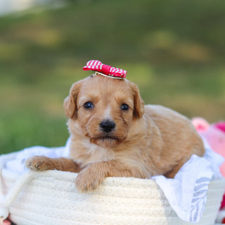 Daisy - Available 9/3