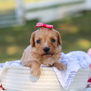 Daisy - Available 9/3
