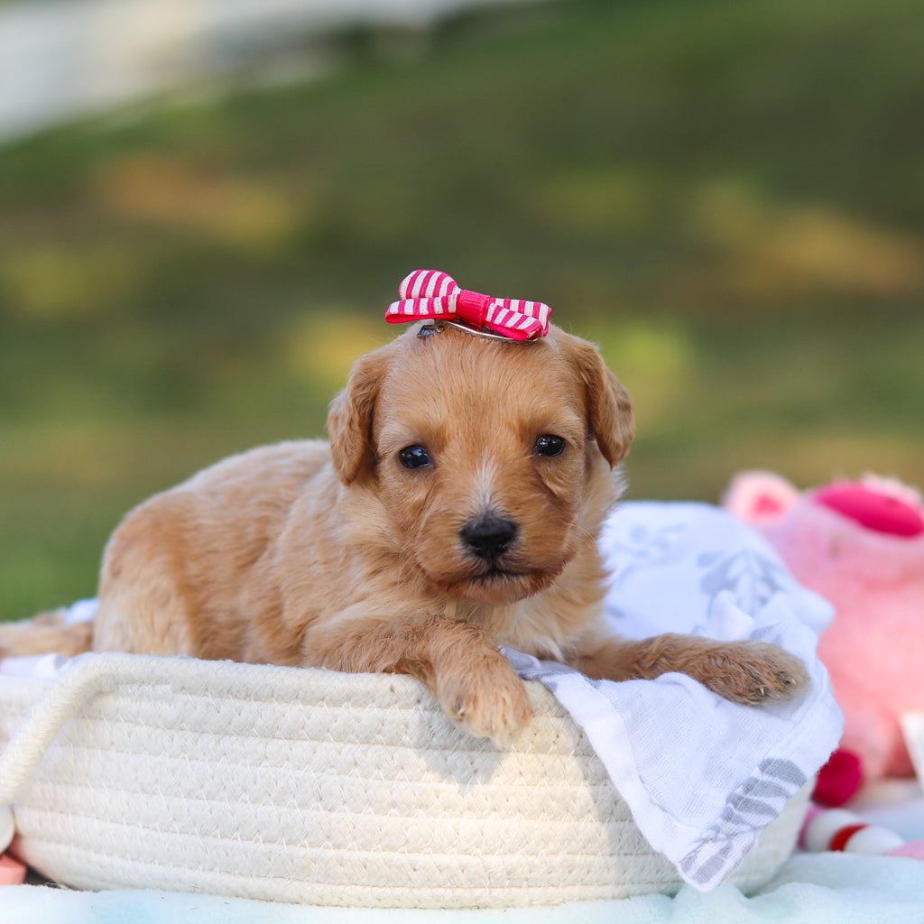 Daisy - Available 9/3
