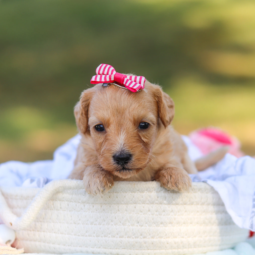 Daisy - Available 9/3
