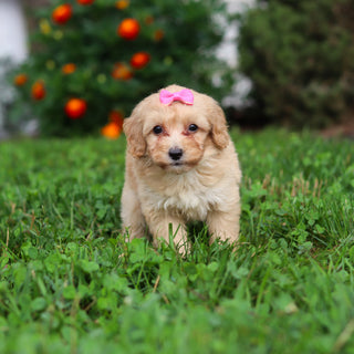 Daisy - Available 9/3
