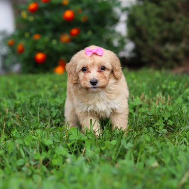 Daisy - Available 9/3