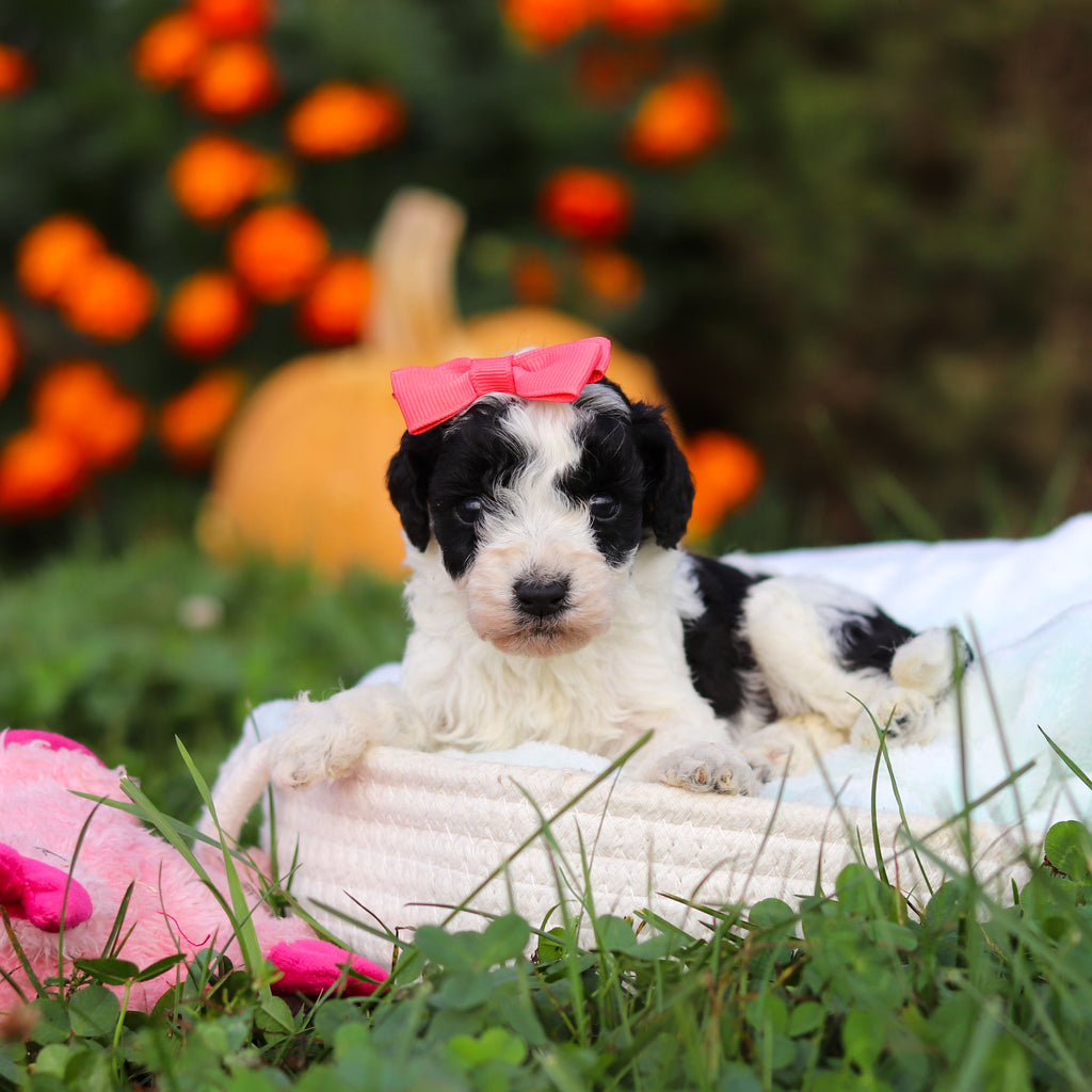 Renny - Available 10/22