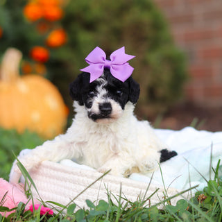 Reva - Available 10/22