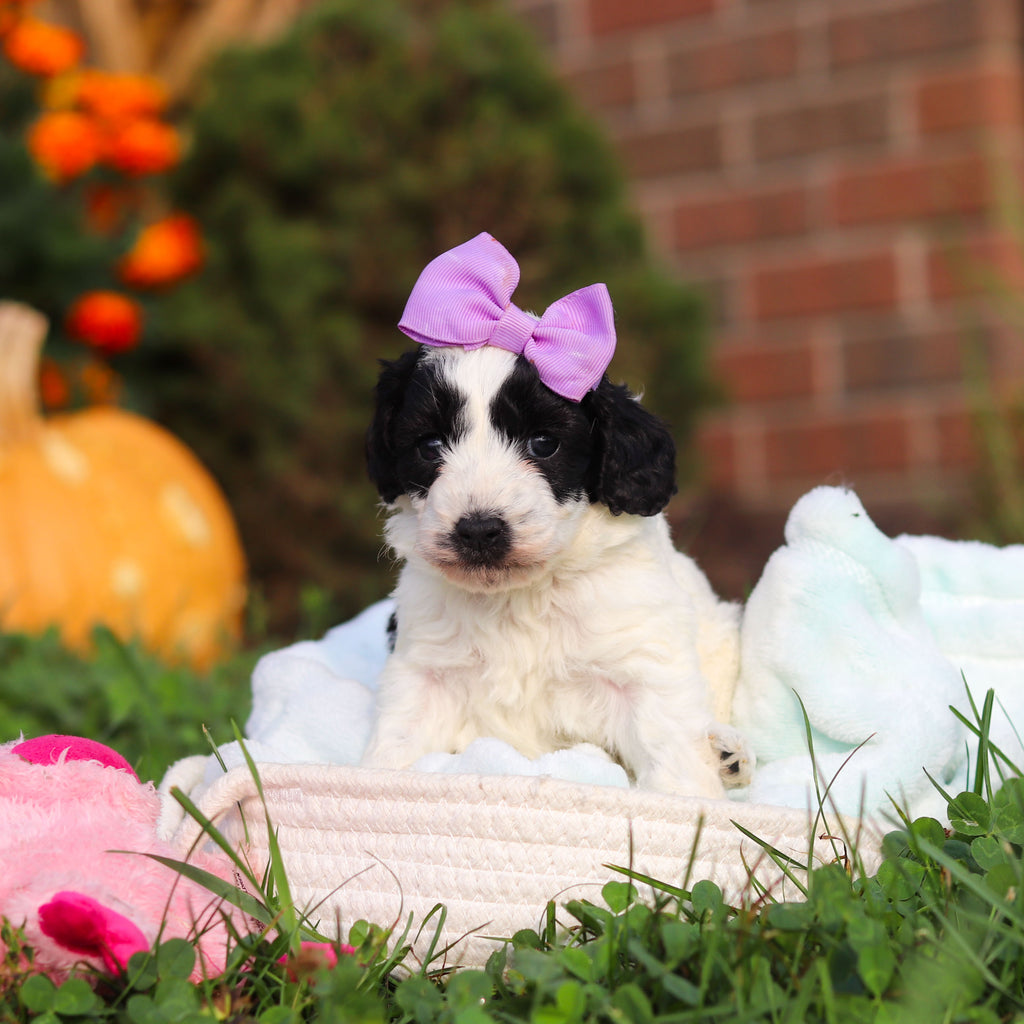 Rosie - Available 10/22