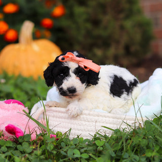 Repsie - Available 10/22