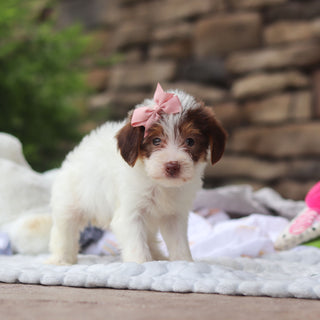 Elise - Available 8/27