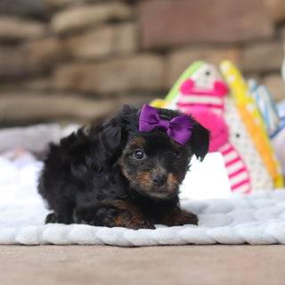 Effy - Available 8/27