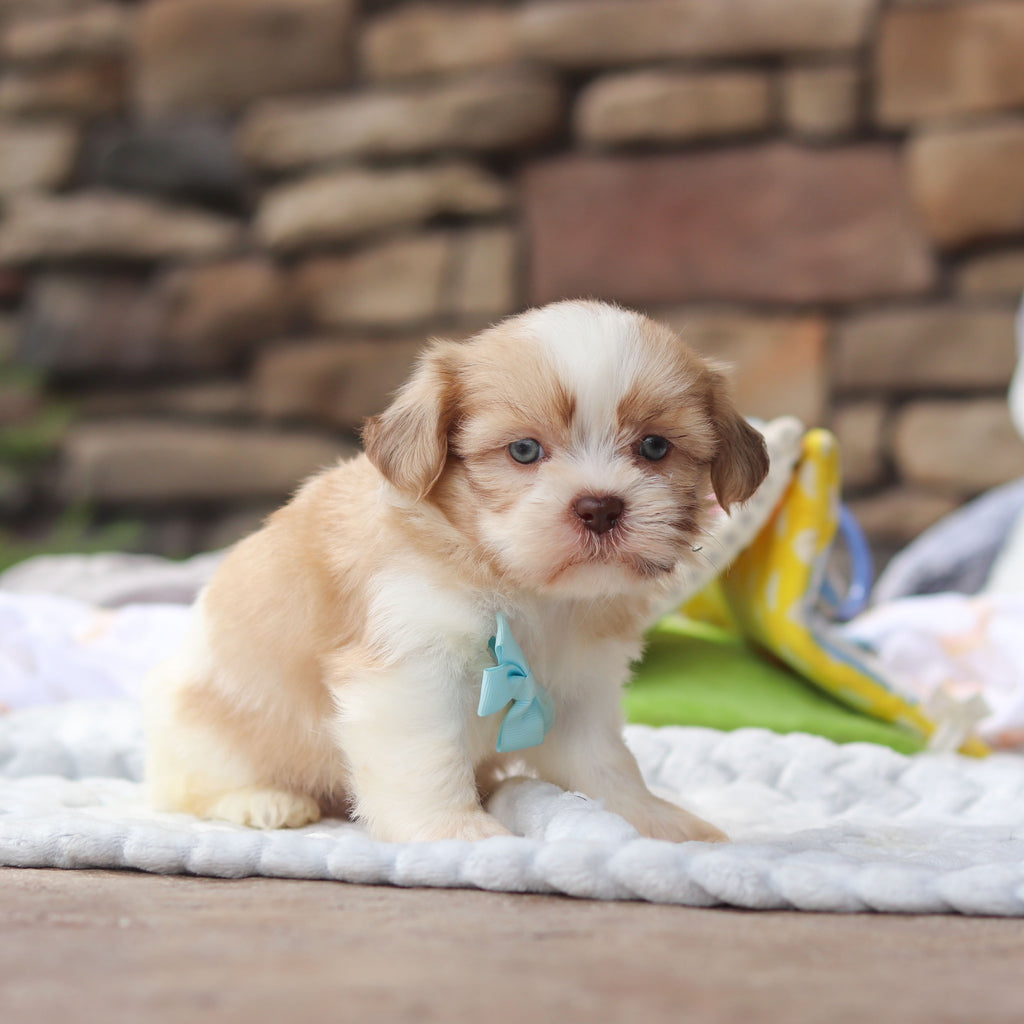 Gunther - Available 8/27