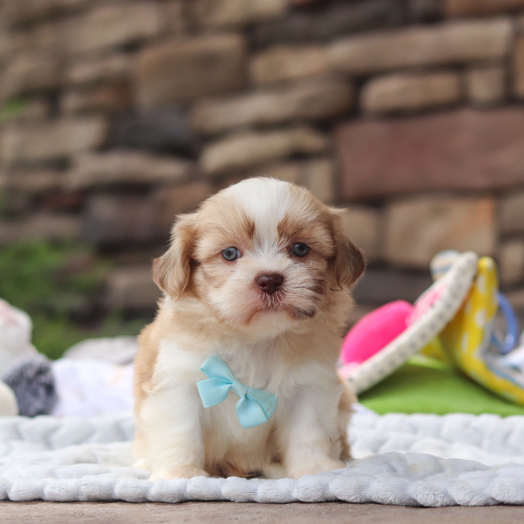 Gunther - Available 8/27