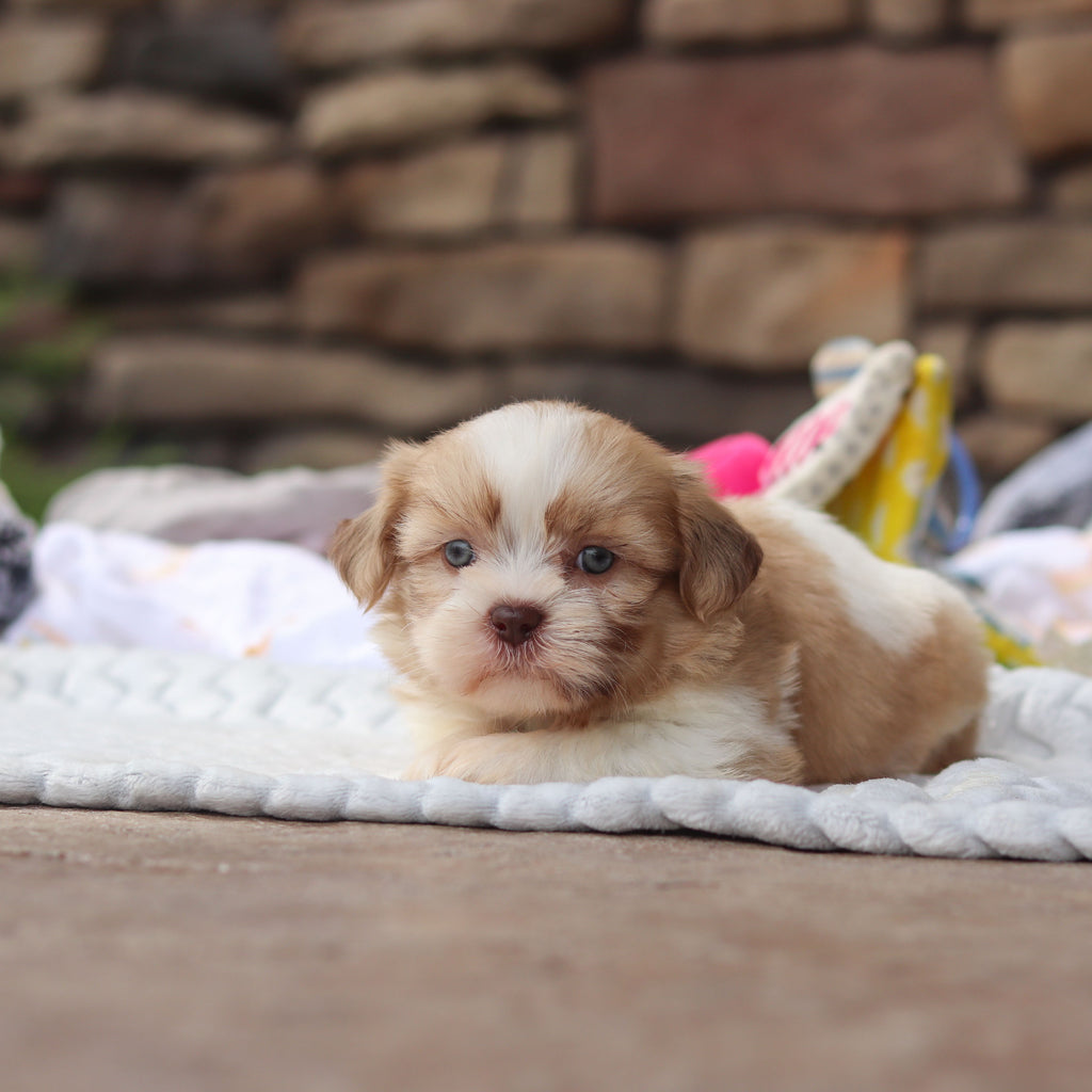 Gunther - Available 8/27