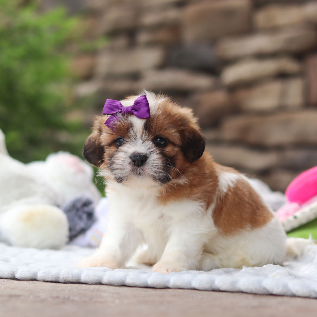 Gigi - Available 8/27