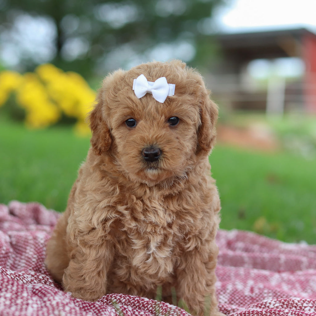 Moira - Available 11/12