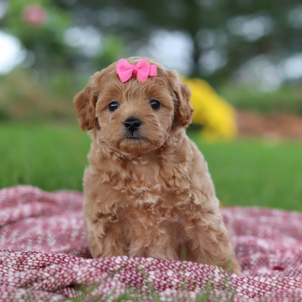 Riona - Available 11/12