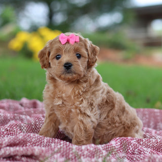 Riona - Available Now