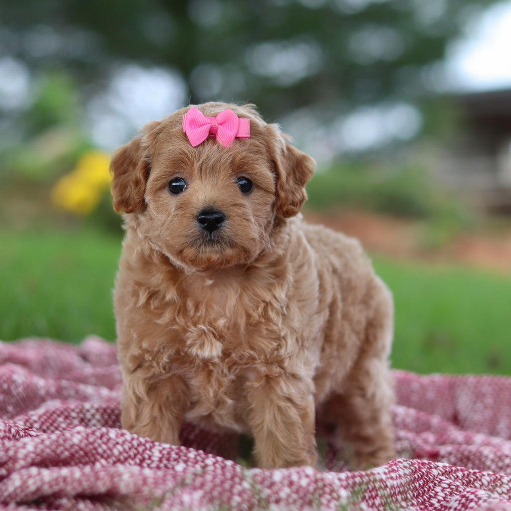 Riona - Available Now