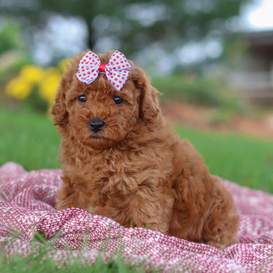 Ethnea - Available 11/12