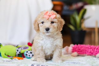 Willow - Available Now