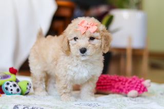 Willow - Available Now