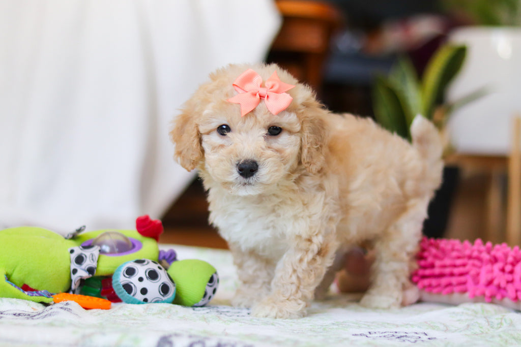 Willow - Available Now