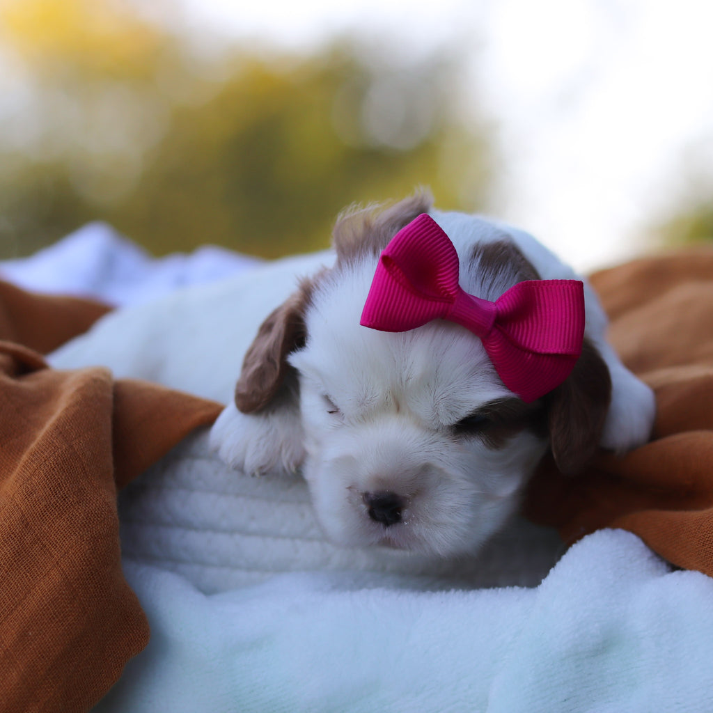 Remi
