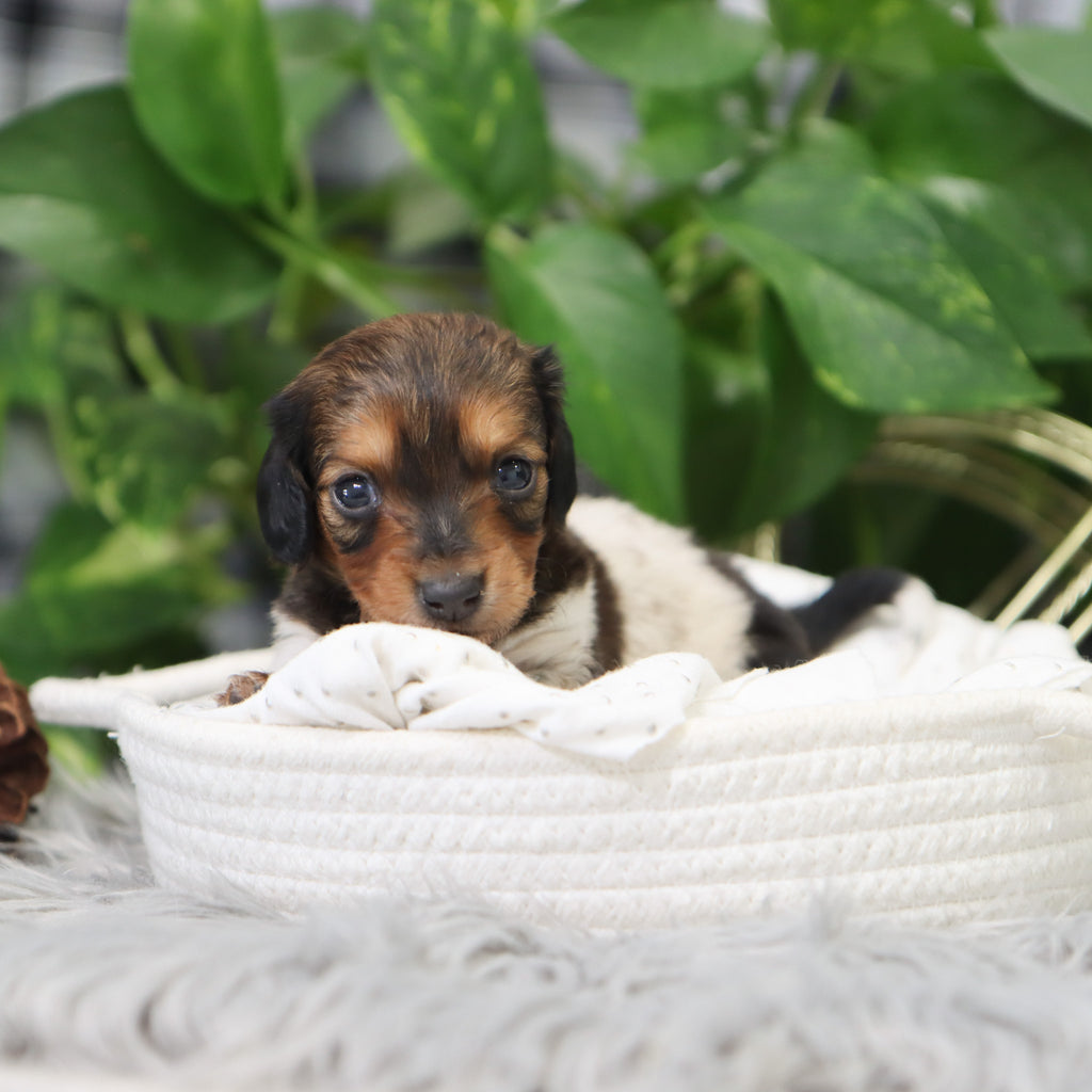 Kali - Available 2/4