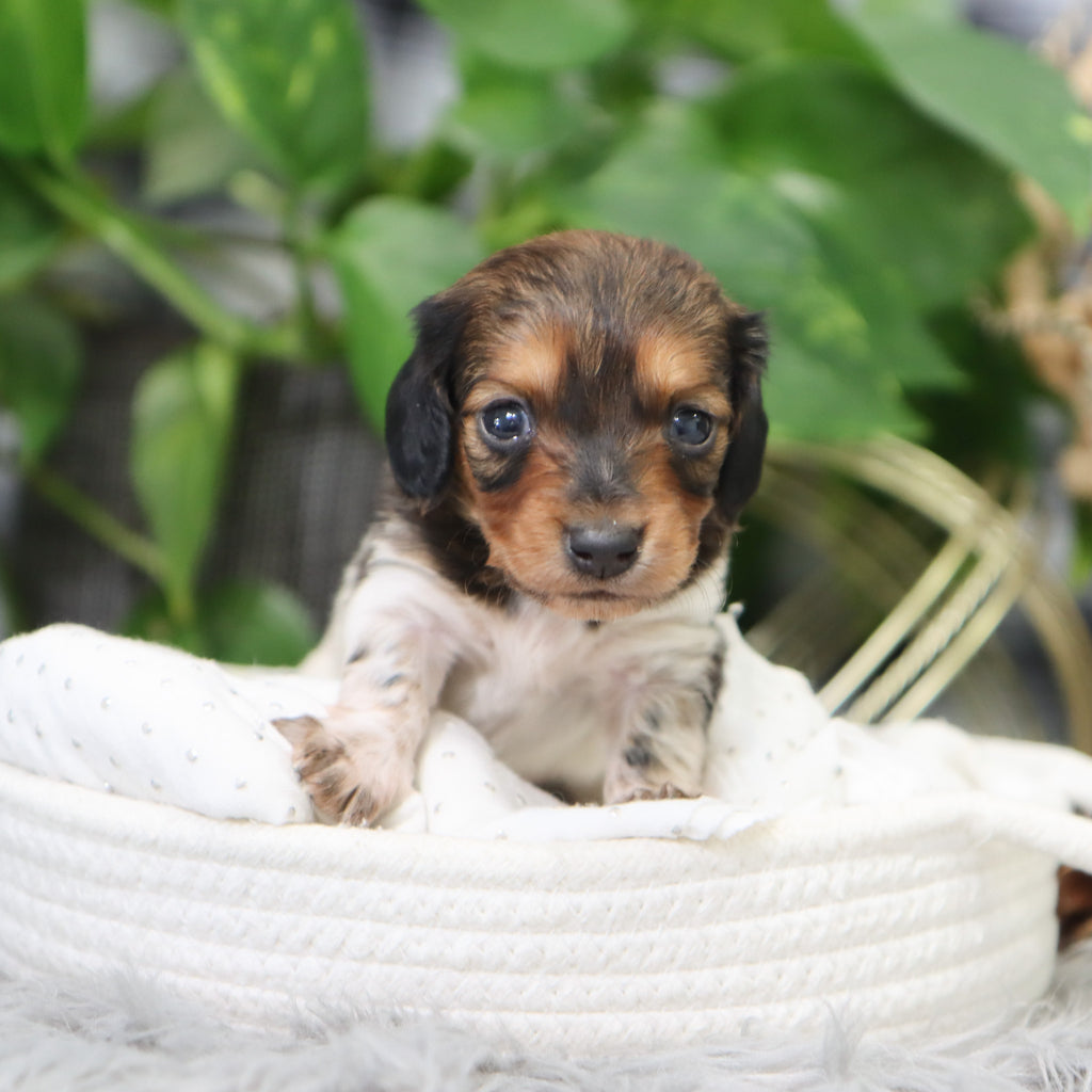 Kali - Available 2/4