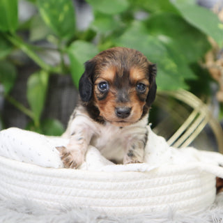 Kali - Available 2/4