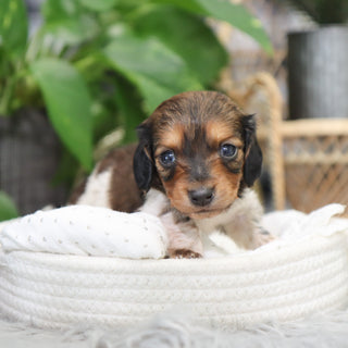 Kali - Available 2/4