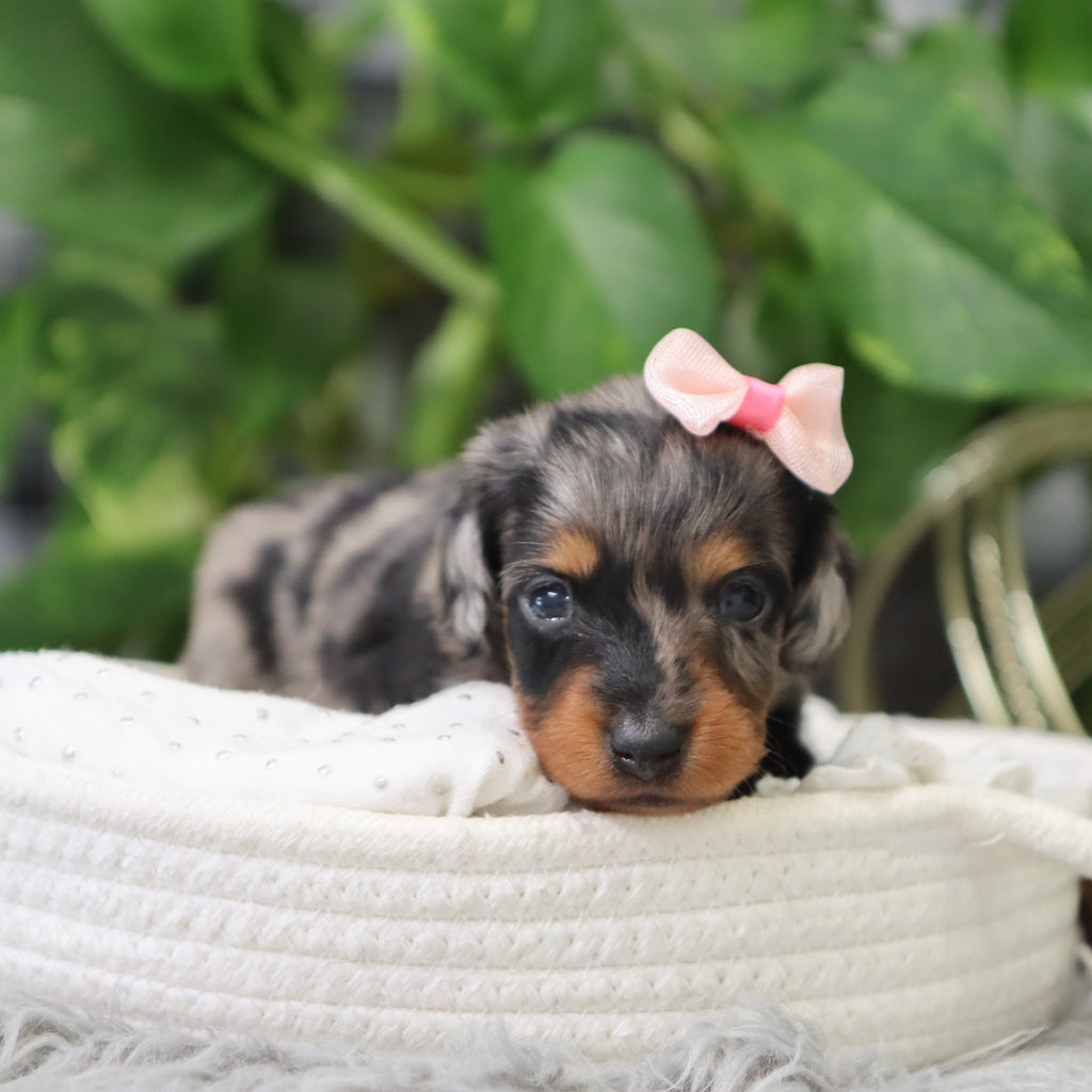 Quinn - Available 2/4