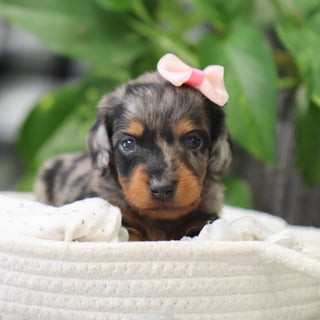 Quinn - Available 2/4