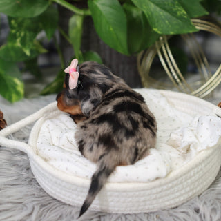 Quinn - Available 2/4