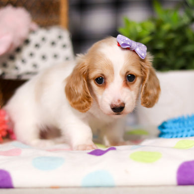 Lana - Available Now