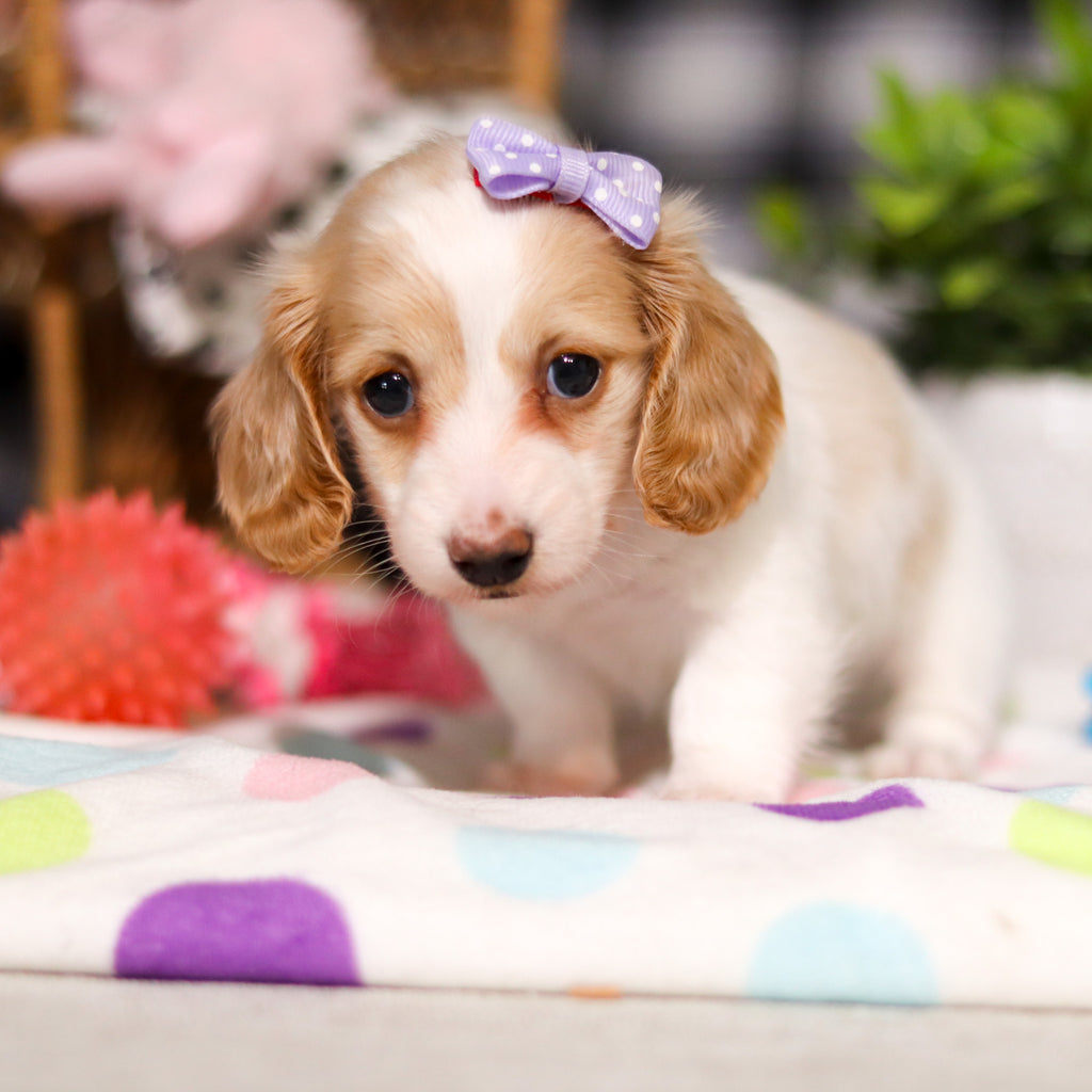 Lana - Available 3/5