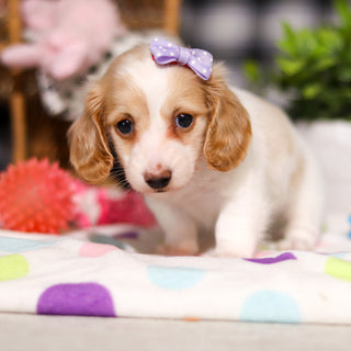 Lana - Available 3/5