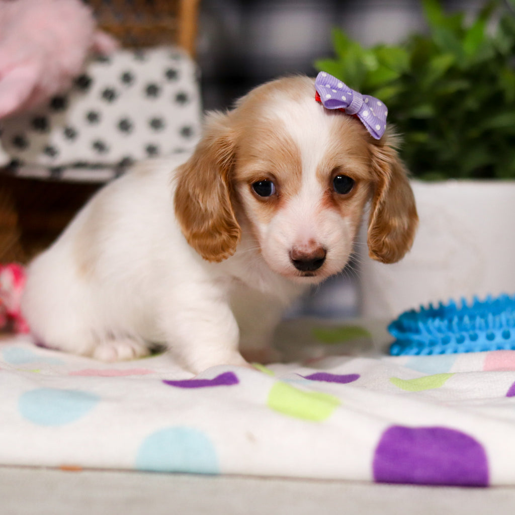 Lana - Available 3/5